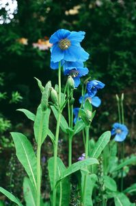 Tibetan Blue Poppy